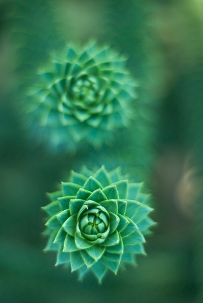 绿色多汁植物的选择性聚焦摄影